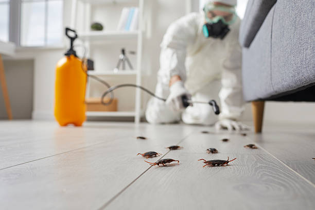 Affordable Termite Control solutions in Yale, MI